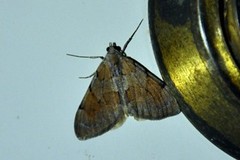 Fjærbarmåler (Pennithera firmata)