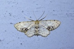 Flekkengmåler (Idaea dimidiata)