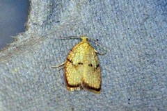 Lønneblomstflatvikler (Acleris forsskaleana)