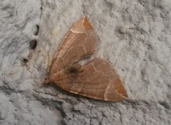 Krattbærmåler (Eulithis testata)