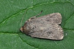 Grått pyramidefly (Amphipyra tragopoginis)