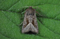 Brunt stengelfly (Hydraecia micacea)