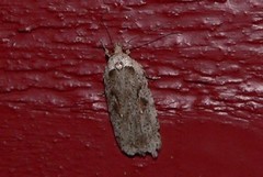 Agonopterix ocellana