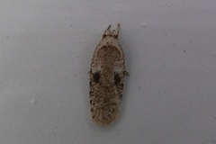 Agonopterix arenella