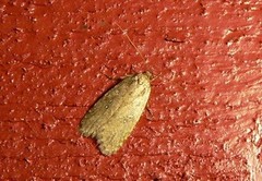 Agonopterix ciliella/heracliana