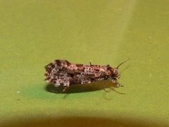 Nettkjukemøll (Montescardia tessulatellus)