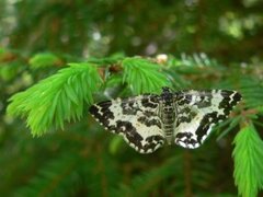 Praktkorsmåler (Rheumaptera hastata)