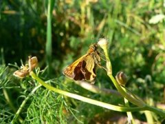 Engsmyger (Ochlodes sylvanus)