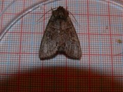 Vinkelhakefly (Polia bombycina)