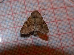 Åkerengfly (Apamea sordens)