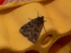 Nettfly (Naenia typica)