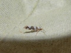 Argyresthia brockeella