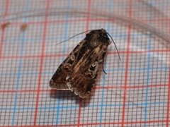 Gråbrunt sandjordfly (Euxoa tritici)