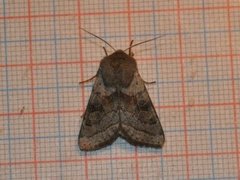 Brunbåndseljefly (Orthosia opima)