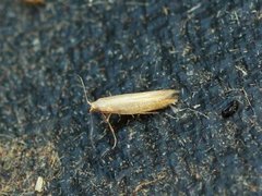 Argyresthia aurulentella