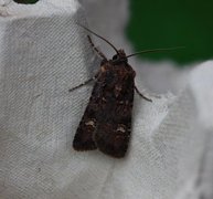 Svart jordfly (Euxoa nigricans)