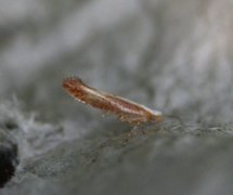 Argyresthia albistria