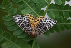 Flekkmåler (Arichanna melanaria)