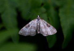 Flekklundmåler (Perizoma blandiata)