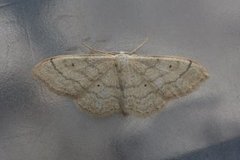 Bueengmåler (Idaea straminata)