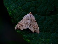 Sigdfly (Laspeyria flexula)