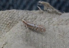 Argyresthia abdominalis