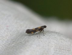 Euspilapteryx auroguttella