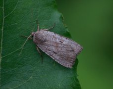 Myrfly (Coenophila subrosea)