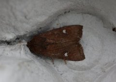 Brunt sumpfly (Helotropha leucostigma)