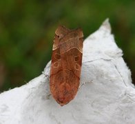 Bredbåndfly (Noctua fimbriata)