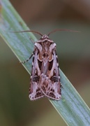 Fagerjordfly (Agrotis vestigialis)