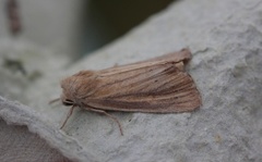 Marehalmfly (Longalatedes elymi)