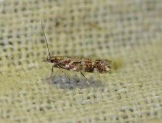 Aristotelia ericinella