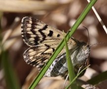 Grått slåttefly (Callistege mi)