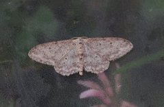 Grå engmåler (Idaea seriata)