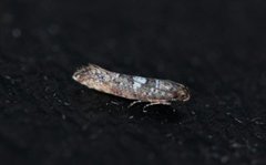 Purremøll (Acrolepiopsis assectella)