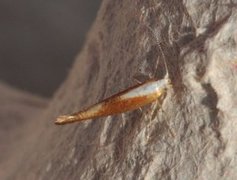 Argyresthia albistria