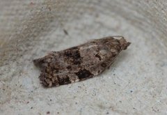 Bartrevikler (Dichelia histrionana)