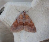 Fjærbarmåler (Pennithera firmata)