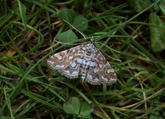 Flekkdammott (Elophila nymphaeata)