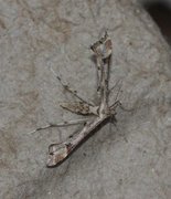Hestehovfjærmøll (Platyptilia gonodactyla)