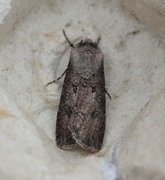 Gråpudret jordfly (Agrotis segetum)