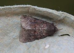 Rødlig løvfly (Parastichtis suspecta)