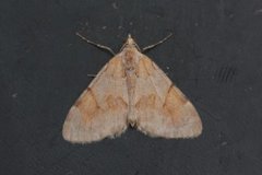 Fjærbarmåler (Pennithera firmata)