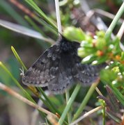 Fjellmåler (Glacies coracina)