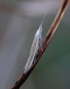 Coleophora pyrrhulipennella