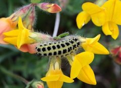 Seksflekket bloddråpesvermer (Zygaena filipendulae)