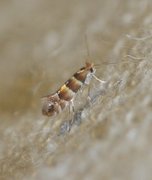 Phyllonorycter froelichiella