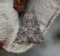 Kløverheifly (Anarta trifolii)