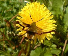 Bredkantet humlesvermer (Hemaris fuciformis)